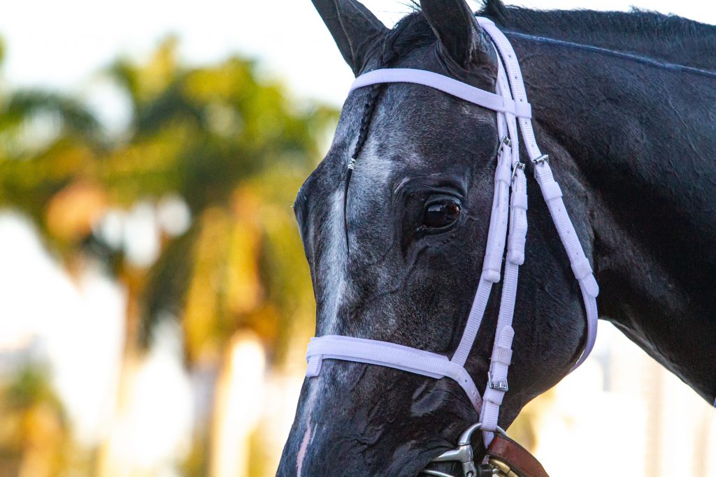 Gulfstream race track pegasus entries Gulfstream race track pegasus entries
