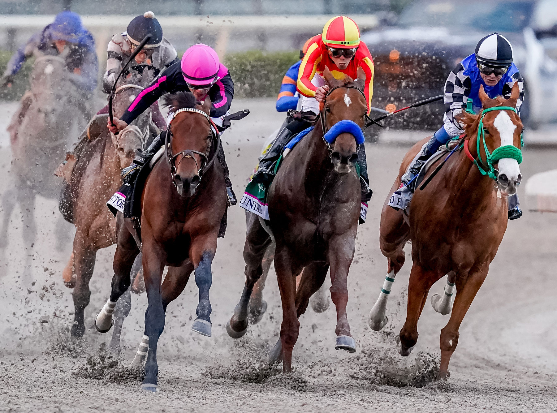 horse image with play button